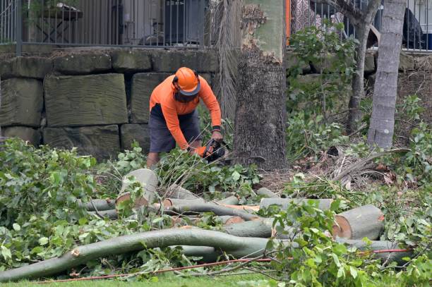 Best Commercial Tree Services  in Jamestown, KY